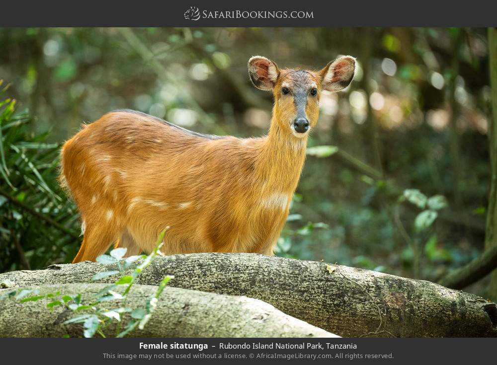 Female sitatunga in Rubondo Island National Park, Tanzania