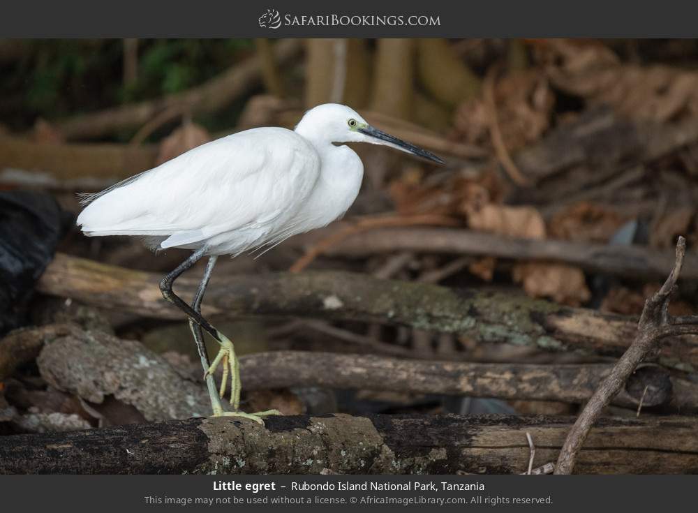 Little egret in Rubondo Island National Park, Tanzania