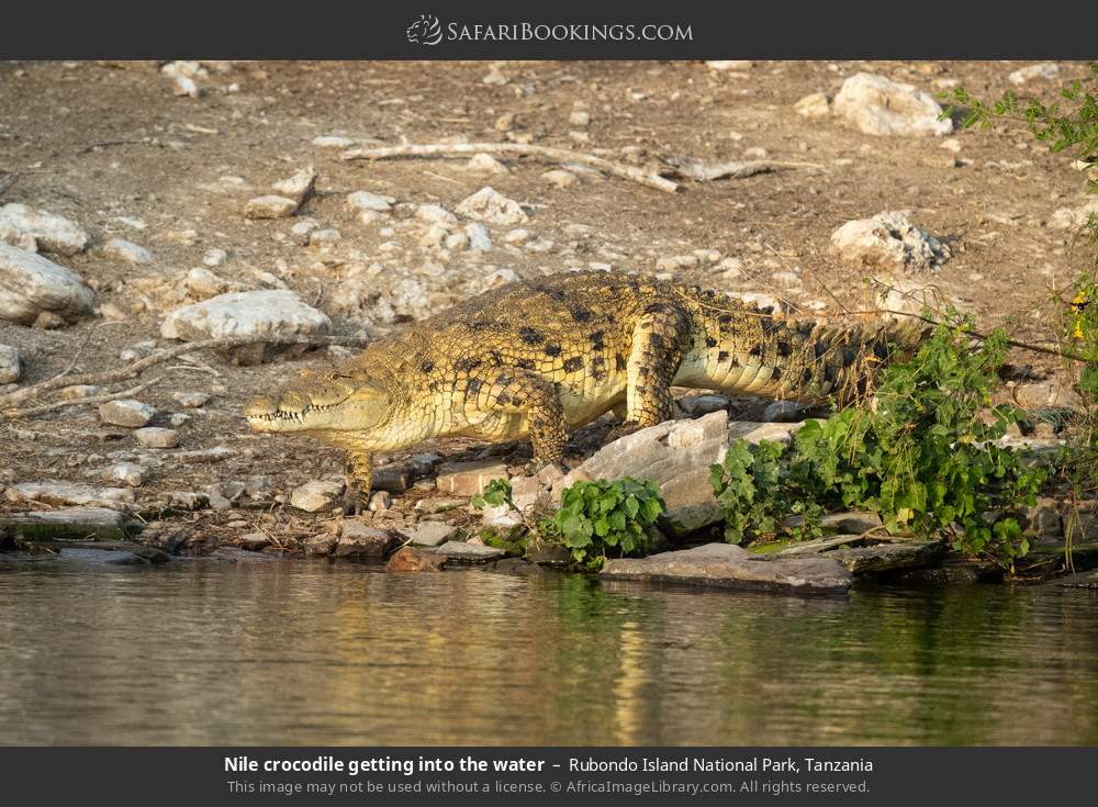 Nile crocodile in Rubondo Island National Park, Tanzania