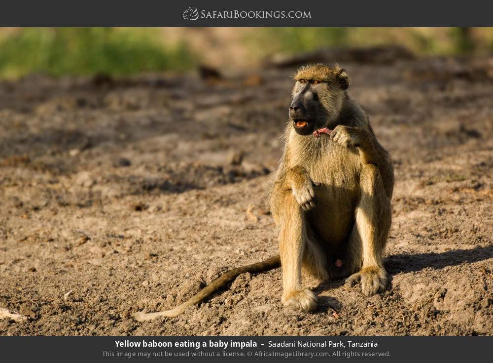 Yellow baboon eating a baby impala in Saadani National Park, Tanzania