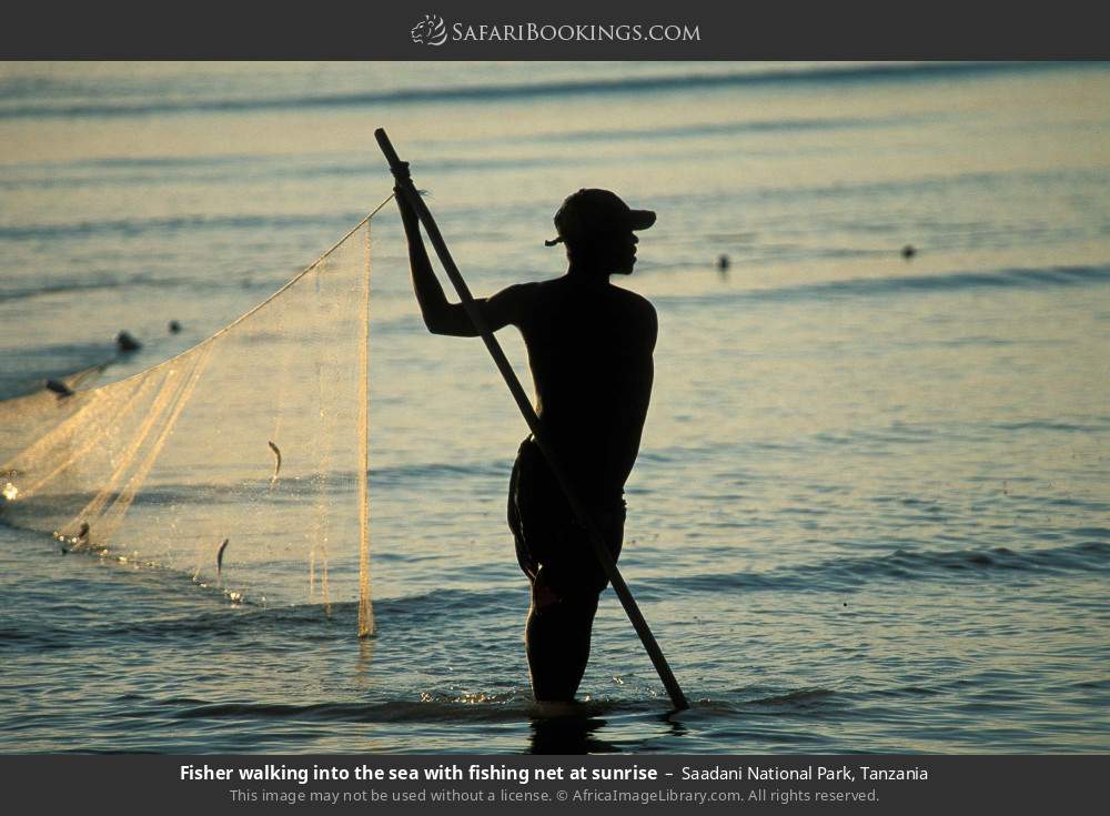 Fisher walking into the sea with a net at sunrise in Saadani National Park, Tanzania