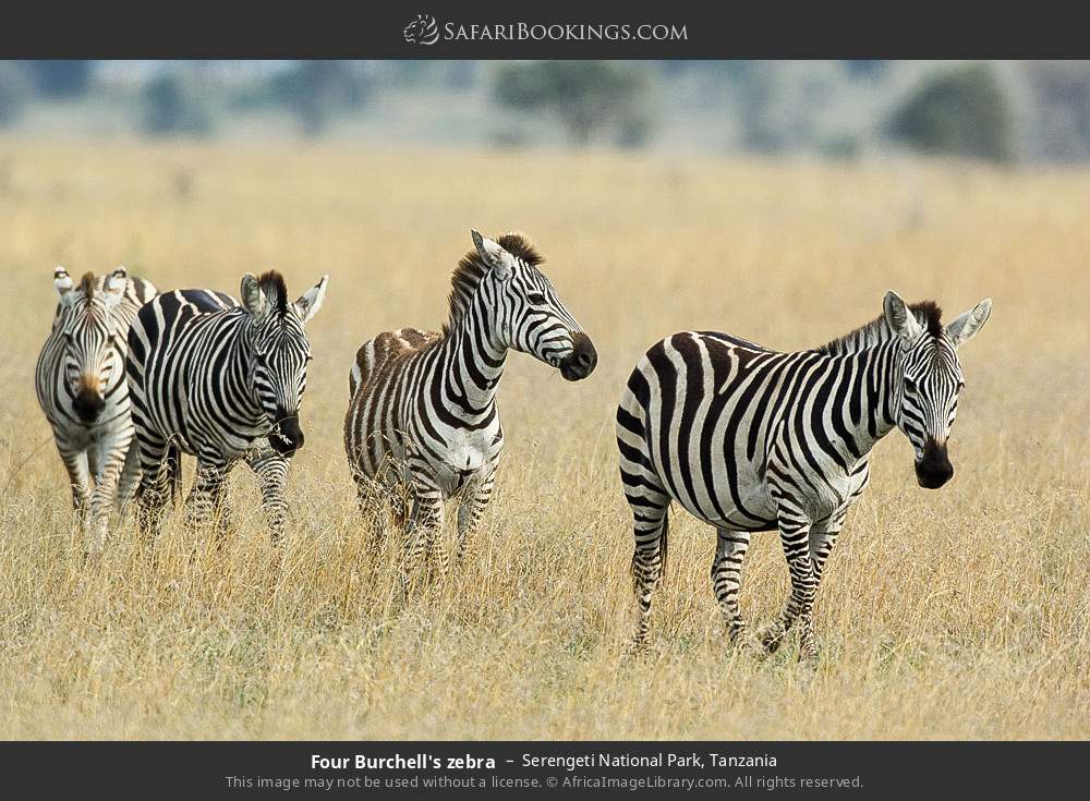 Plains zebras in Serengeti National Park, Tanzania