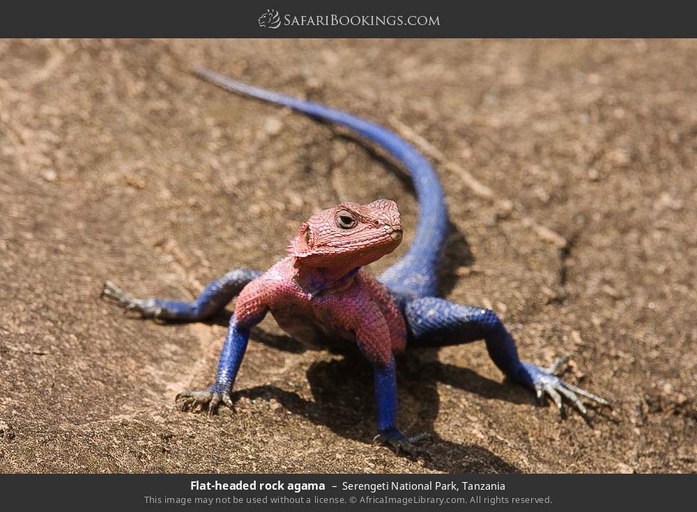 Flat-headed rock agama in Serengeti National Park, Tanzania