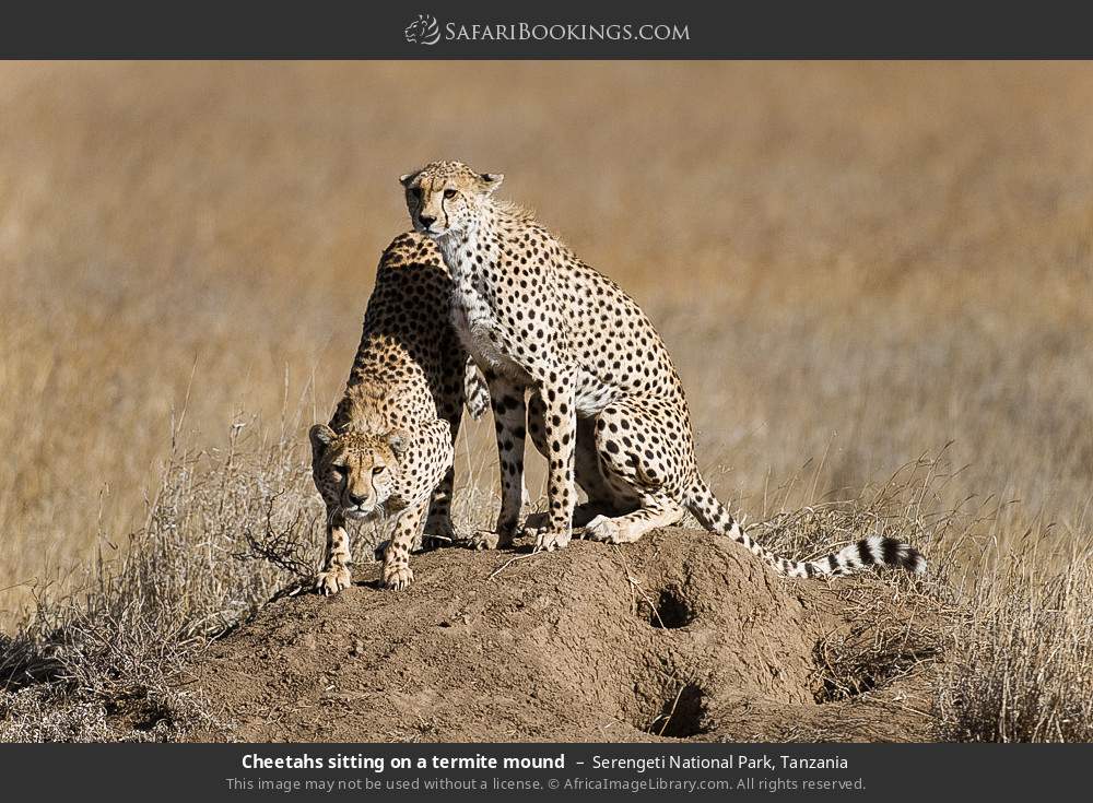 Cheetahs sitting on a termite mound in Serengeti National Park, Tanzania