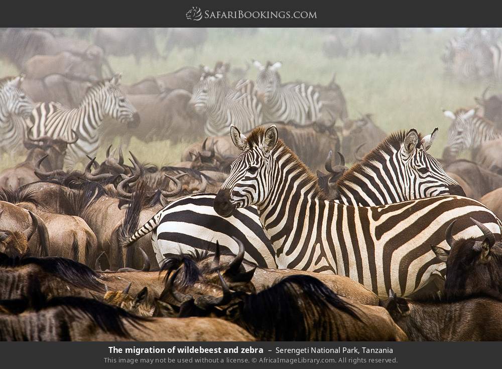 The migration of wildebeest and zebras in Serengeti National Park, Tanzania