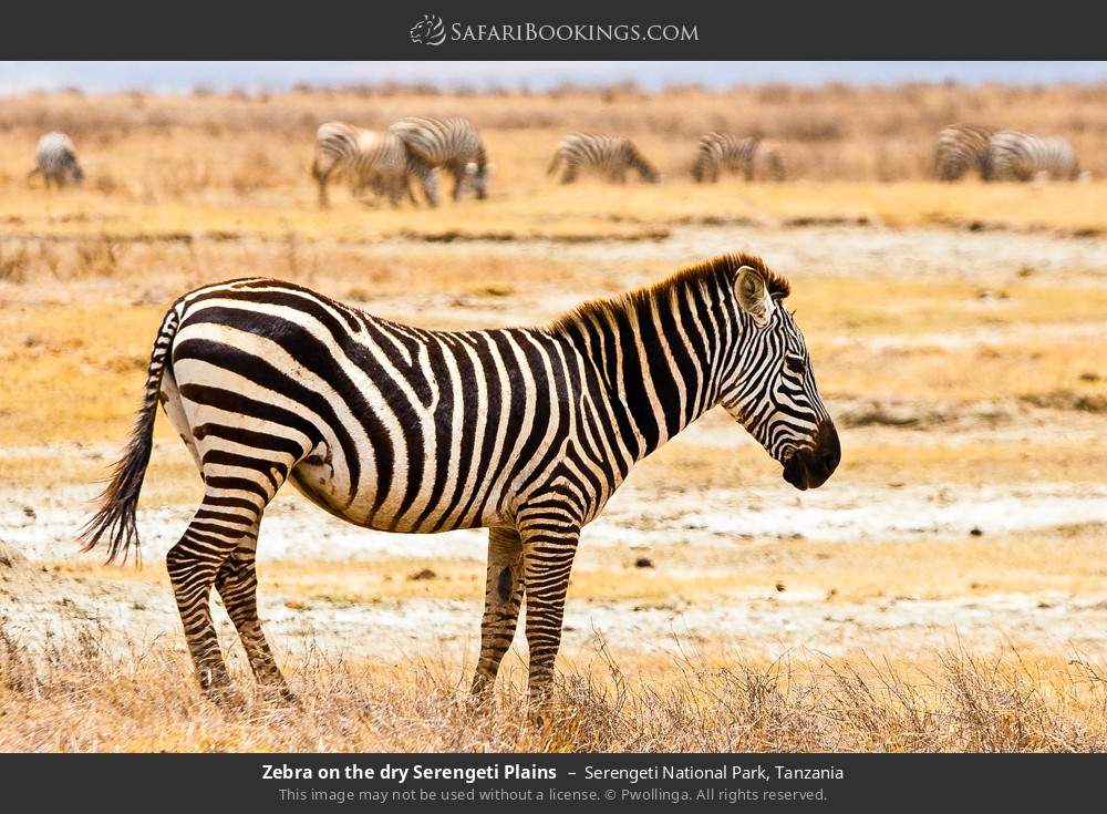 Zebras on the dry Serengeti plains in Serengeti National Park, Tanzania