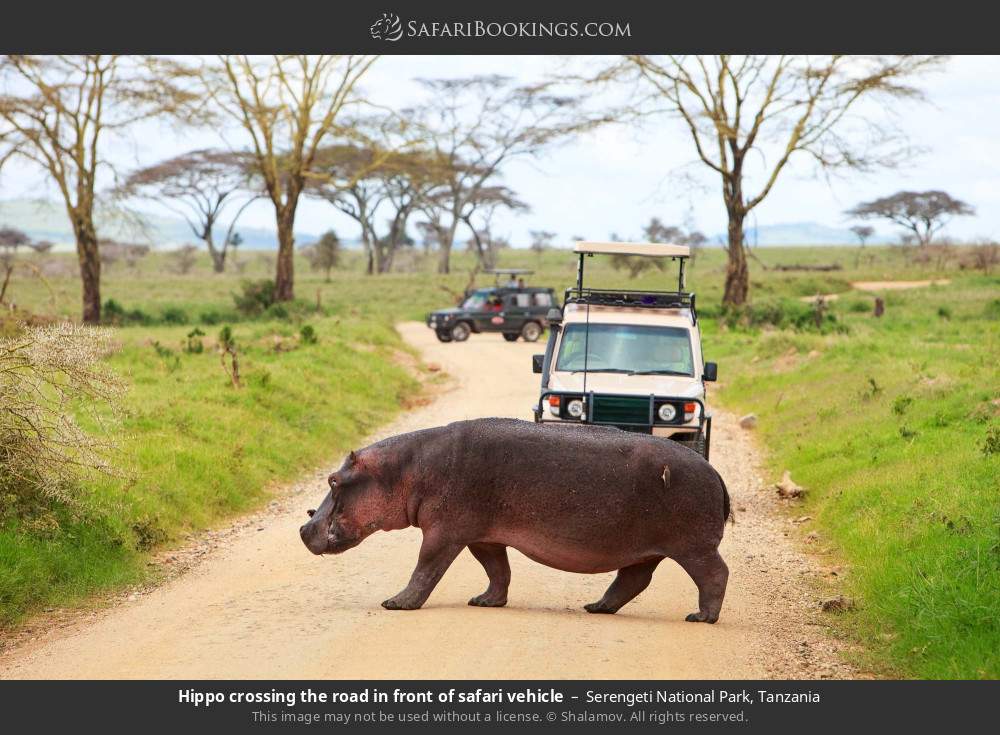 Hippo crossing the road in front of safari vehicles in Serengeti National Park, Tanzania