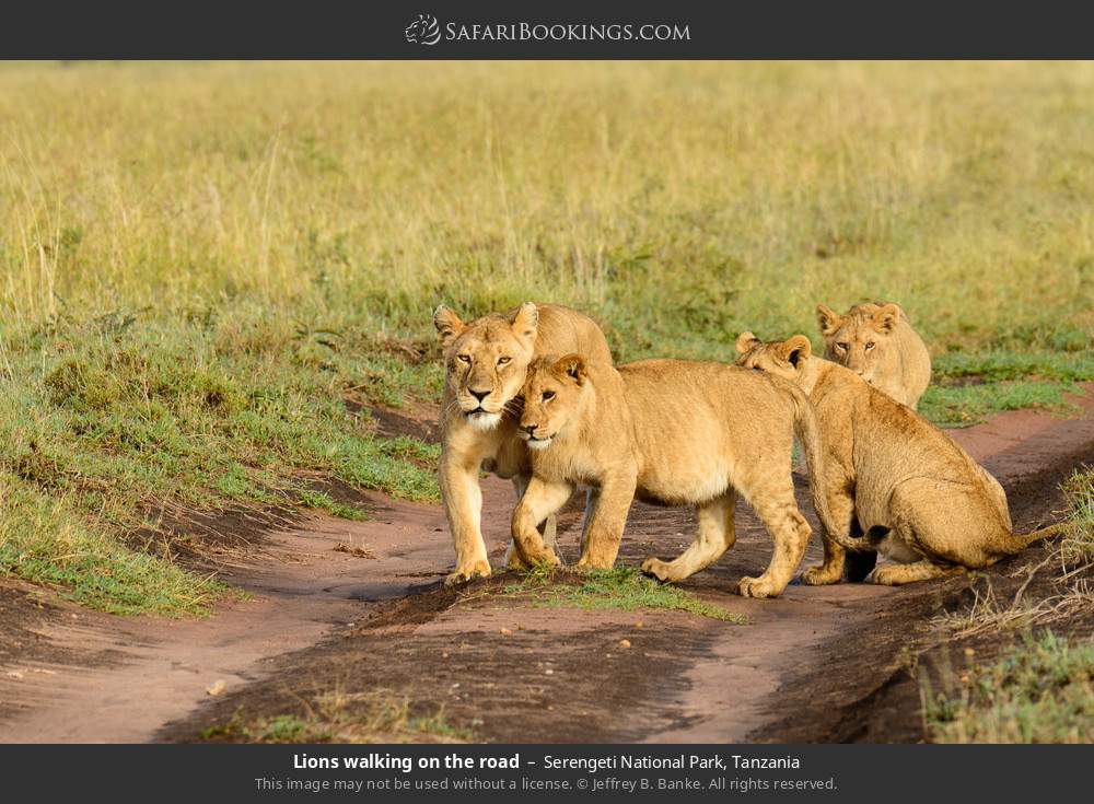 Lions walking on the road in Serengeti National Park, Tanzania