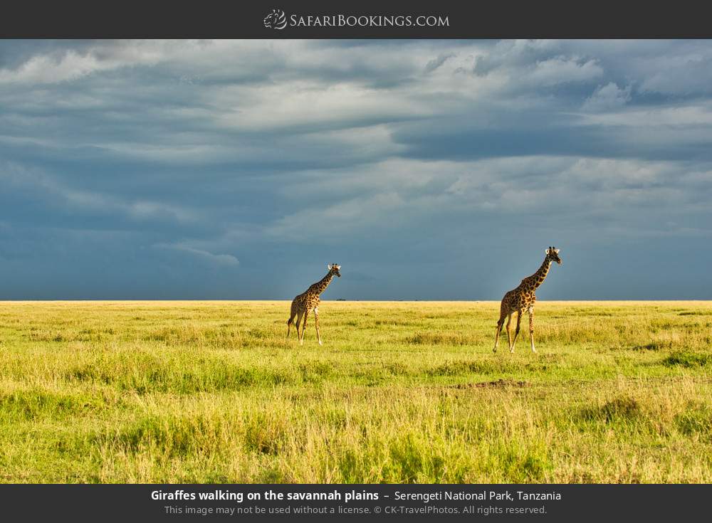 Giraffes walking on the Serengeti plains in Serengeti National Park, Tanzania