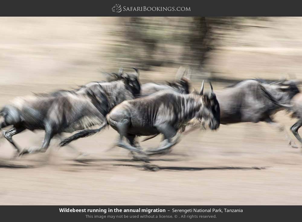 Wildebeest running in the Great Migration in Serengeti National Park, Tanzania