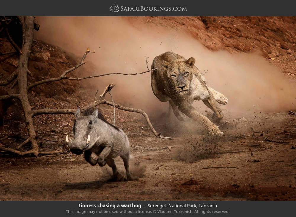 Lioness chasing a warthog in Serengeti National Park, Tanzania