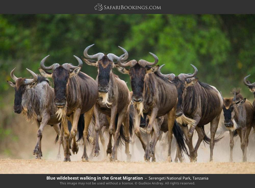 Blue wildebeest walking in the Great Migration in Serengeti National Park, Tanzania