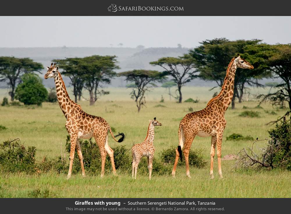 Giraffes with young in Southern Serengeti National Park, Tanzania