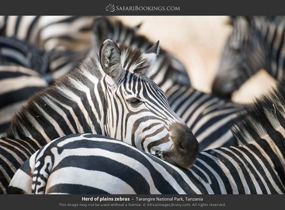 Herd of plains zebras in Tarangire National Park, Tanzania