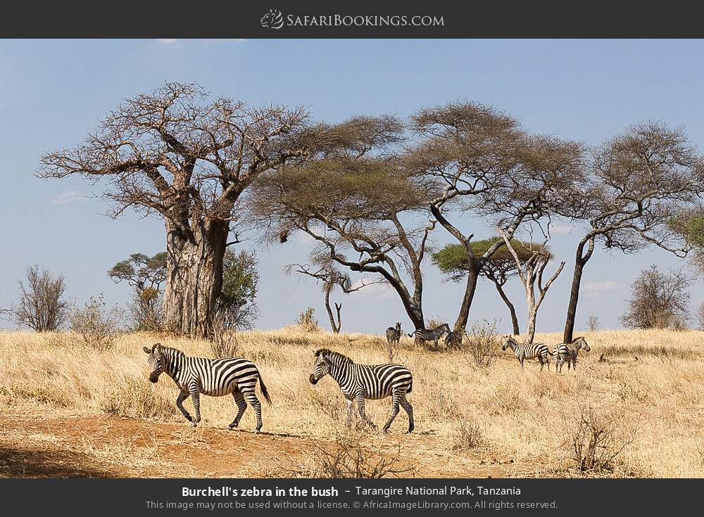 Plains zebras in the bush in Tarangire National Park, Tanzania