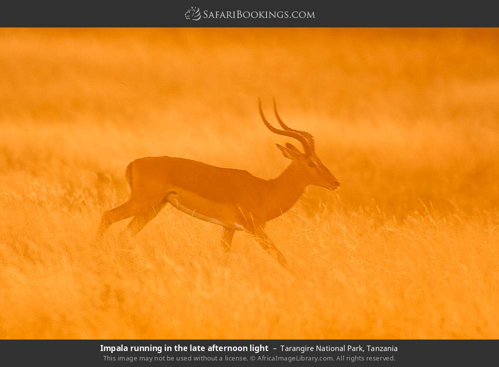 Impala running in the late afternoon light in Tarangire National Park, Tanzania
