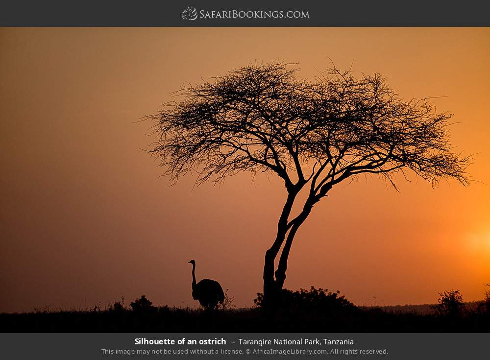Silhouette of an ostrich in Tarangire National Park, Tanzania