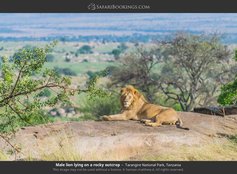 Male lion lying on a rocky outcrop in Tarangire National Park, Tanzania