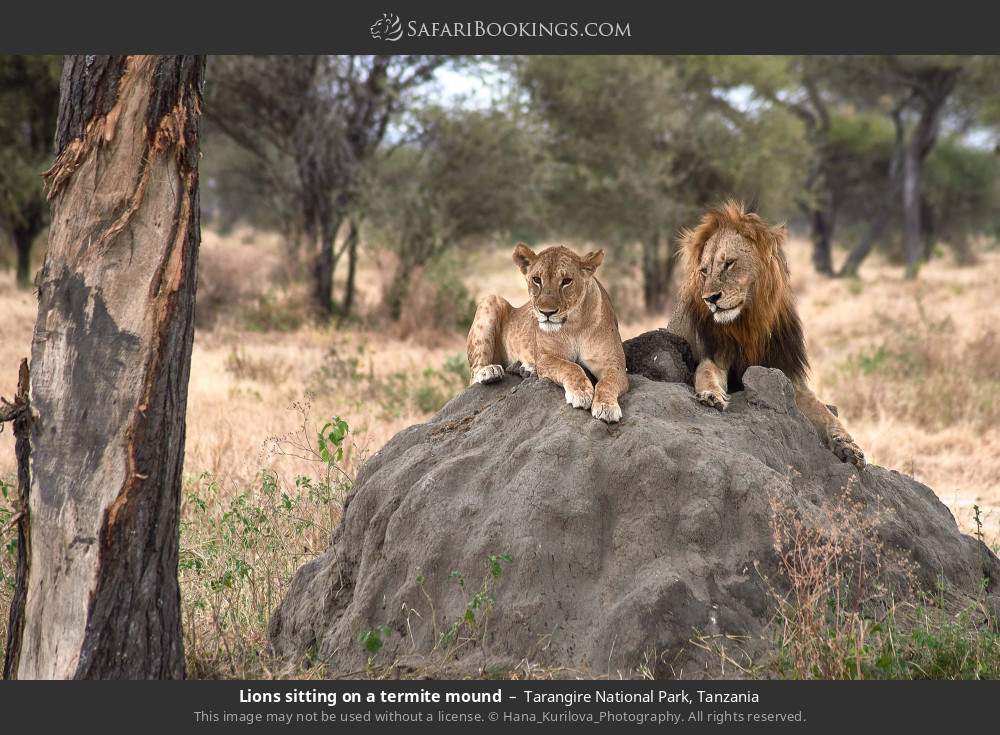 Lions sitting on a termite mound in Tarangire National Park, Tanzania