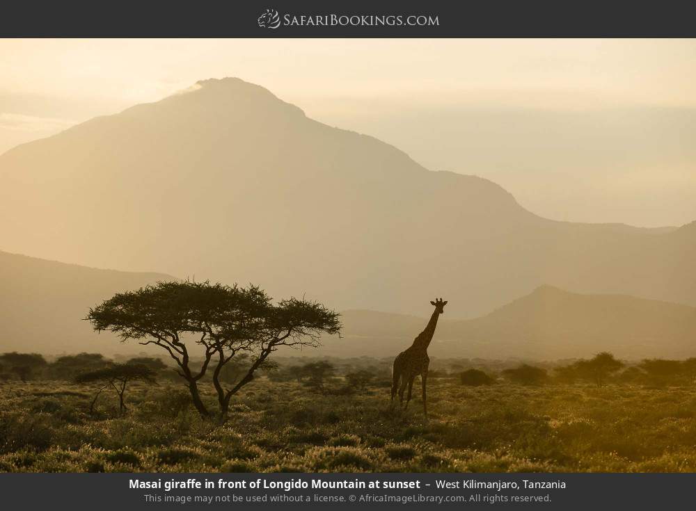 Masai giraffe in front of Mt Longido at sunset in West Kilimanjaro, Tanzania