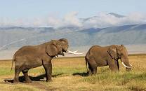 Ngorongoro Crater