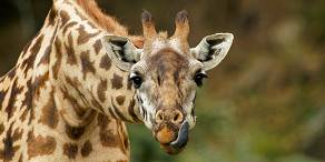 Masai giraffe