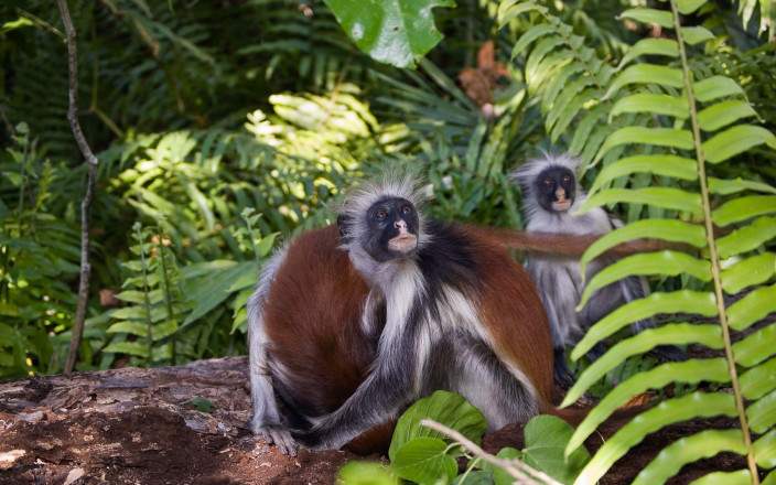 Track Endangered monkeys in Jozani Forest