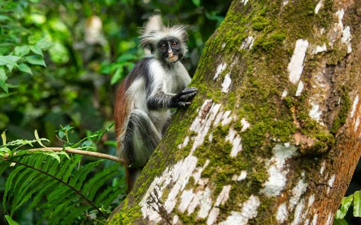 Look for endemic monkeys in Jozani Forest