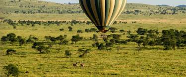 Hot-air balloon flying over giraffes