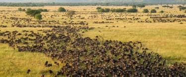 Wildebeest migration seen on a hot-air balloon safari 