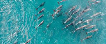 Pod of dolphins