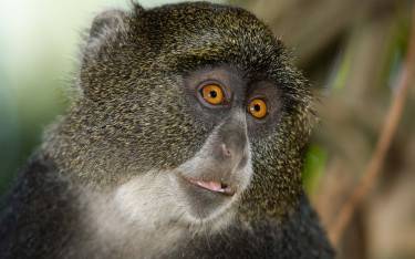 Blue monkey with bright orange eyes