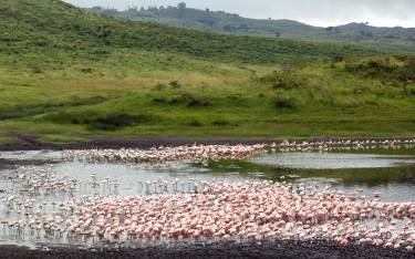 Lesser flamingos in the Momela Lakes