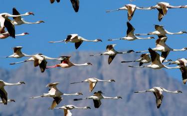 Flamingos in flight