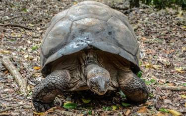 Giant tortoise