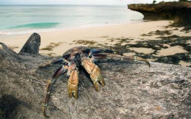 Giant coconut crab on the beach