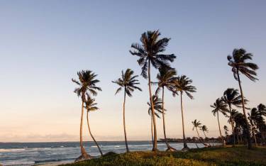 Thumbnail of Palm trees on Coco Beach