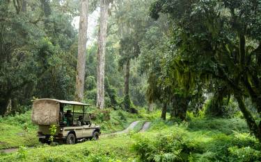 Safari vehicle in the forest