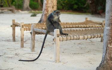 Blue monkey on the beach