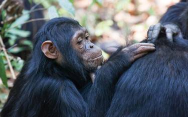 Thumbnail of Chimpanzees grooming