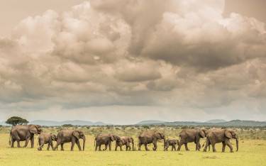 Herd of elephants walking on the grassy plains
