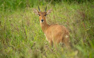 Bohor reedbuck