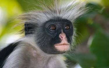 Kirk's red colobus monkey