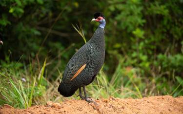 Eastern crested guineafowl