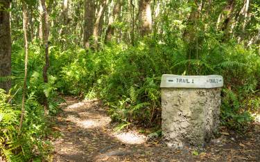 Forest trail through mahogany trees