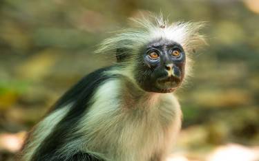 Zanzibar red colobus