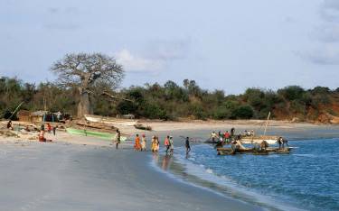 Thumbnail of Fishing boats lying on the baobab-lined beach