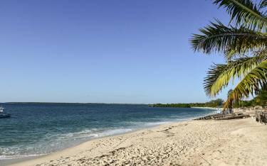 Sandy palm-lined beach