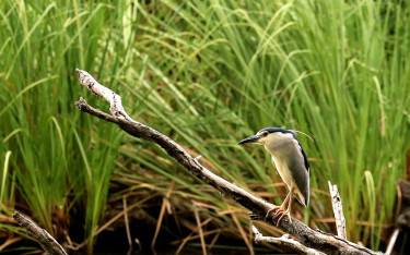 Night heron
