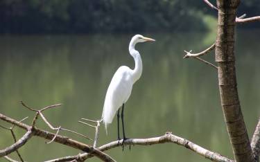 Great egret